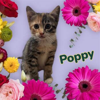 Domestic Medium Hair and Domestic Short Hair Cats Available for Adoption in Visalia, California - POPPY | PetCurious