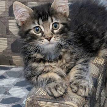 Teddy -  Domestic Long Hair Cat for Adoption in Kenosha, Wisconsin - Teddy | PetCurious