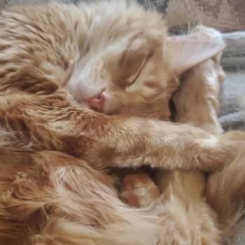 Domestic Long Hair Cats Available for Adoption - Gir | PetCurious