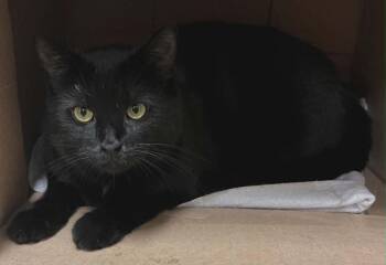 Domestic Short Hair Cats Available for Adoption in Fremont, Ohio - Midnight | PetCurious
