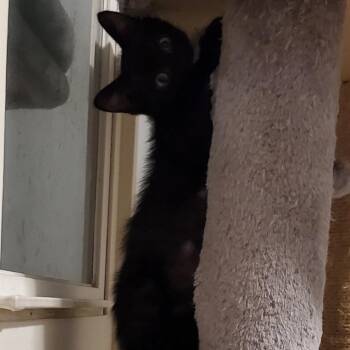 Mocha -  Domestic Short Hair Cat for Adoption in Granville, Ohio - Mocha | PetCurious