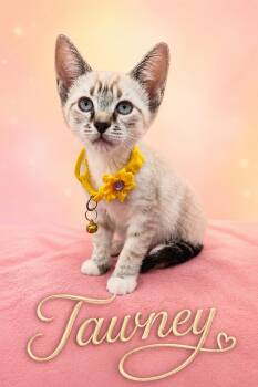 Tawney & Turbo - The T Troop -  Siamese and Domestic Short Hair Cat Available for Adoption - Tawney & Turbo - The T Troop | PetCurious