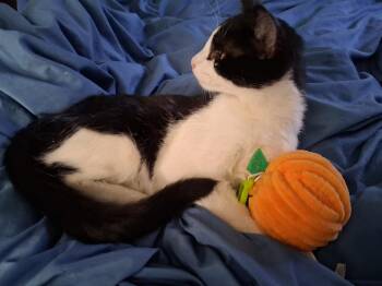 Michael courtesy post -  Domestic Short Hair Cat for Adoption in Laguna Niguel, California - Michael Courtesy Post | PetCurious