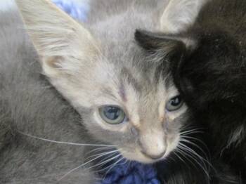 A383525 -  Domestic Short Hair Cat for Adoption in Ocala, Florida - A383525 | PetCurious