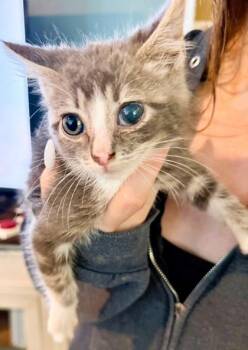 Java -  Domestic Short Hair Cat for Adoption in Kansas City, Missouri - Java | PetCurious