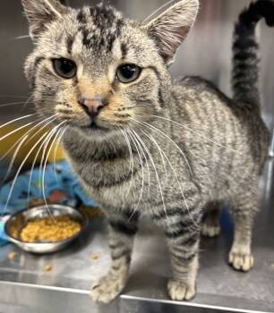 Rescue Domestic Short Hair Cats for Adoption in Sheboygan, Wisconsin - Spongebob | PetCurious