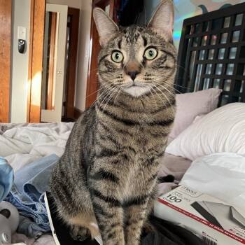 Domestic Short Hair Cats Available for Adoption in Asheville, North Carolina - Sunny | PetCurious