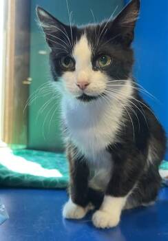 Domestic Short Hair Cats Available for Adoption in Westminster, Maryland - RAINBOW | PetCurious