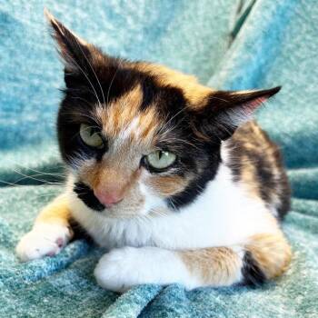 Mama Lauren -  Domestic Short Hair Cat for Adoption in Mt. Juliet, Tennessee - Mama Lauren | PetCurious