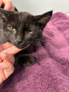 Baldwin -  Domestic Short Hair Cat for Adoption in Bloomington, Indiana - Baldwin | PetCurious