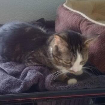 Domestic Short Hair Cats Available for Adoption in Casa Grande, Arizona - Rudy | PetCurious