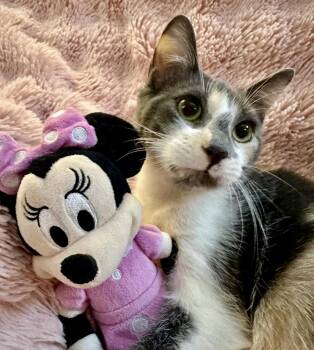 Catrina -  Tortoiseshell Cat for Adoption in Woodstock, Ontario - Catrina | PetCurious