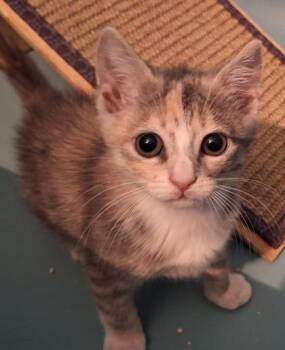 Evie (Cutie Patootie Litter) -  Domestic Short Hair Cat for Adoption in Baltimore, Maryland - Evie (Cutie Patootie Litter) | PetCurious