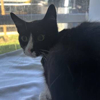 Juda -  Domestic Short Hair Cat for Adoption in Chattanooga, Tennessee - Juda | PetCurious