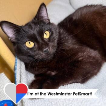 Domestic Short Hair Cats Available for Adoption in Fort Collins, Colorado - Frea | PetCurious