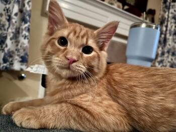 Mango - Sweet Kitten -  Domestic Medium Hair and Tabby Cat for Adoption in Houston, Texas - Mango - Sweet Kitten | PetCurious