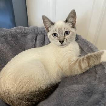 Junebug -  Domestic Short Hair and Siamese Cat for Adoption in Granville, Ohio - Junebug | PetCurious
