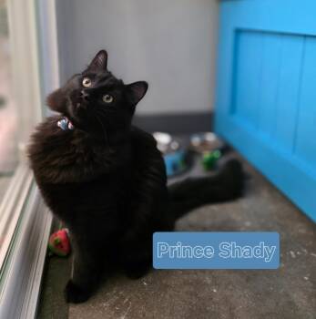 Rescue Domestic Long Hair Cats for Adoption in Minot, North Dakota - Prince Shady | PetCurious