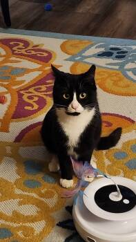 Rescue Domestic Short Hair Cats for Adoption in Libertyville, Illinois - Emma | PetCurious