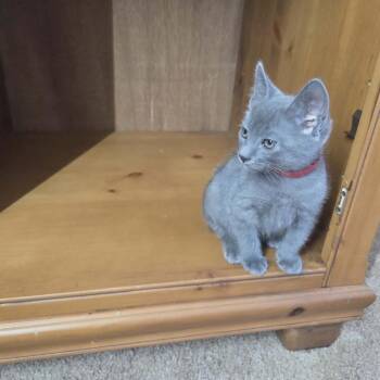 Mr Bean -  Domestic Medium Hair Cat for Adoption in Ferndale, Washington - Mr Bean | PetCurious