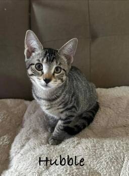 Hubble -  Domestic Short Hair Cat for Adoption in Maple Shade, New Jersey - Hubble | PetCurious