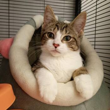 Praline -  Domestic Short Hair Cat for Adoption in Muncie, Indiana - Praline | PetCurious