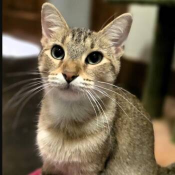 Rescue Domestic Short Hair Cats for Adoption in Morrison, Colorado - Vienna Ferguson | PetCurious
