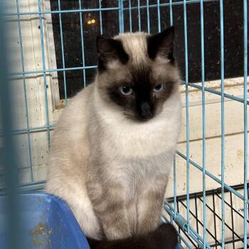 Siamese and Domestic Short Hair Cats Available for Adoption - Tinker Belle | PetCurious