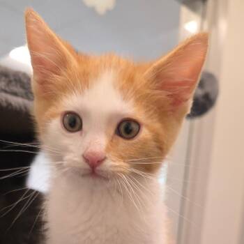 Sunny -  Domestic Short Hair Cat for Adoption in Horn Lake, Mississippi - Sunny | PetCurious