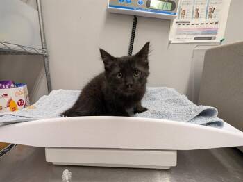 THUNDERPAWS -  Domestic Long Hair Cat for Adoption in Kent, Washington - THUNDERPAWS | PetCurious
