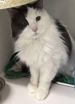 Domestic Long Hair Cats Available for Adoption in Mansfield, Connecticut - Gizmo | PetCurious