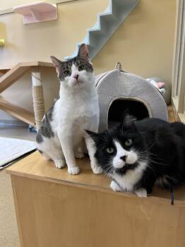 Cue Ball & Jeeves -  Domestic Long Hair Cat Available for Adoption - Cue Ball & Jeeves | PetCurious