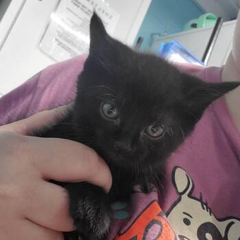 Domestic Short Hair Cats Available for Adoption in Jefferson City, Tennessee - Musketeer | PetCurious