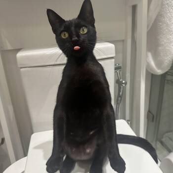 Stella -  American Shorthair Cat for Adoption in Pompano Beach, Florida - Stella | PetCurious