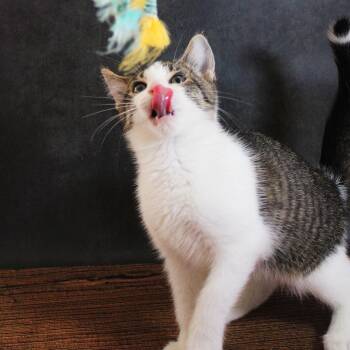 Tippy -  Tabby and Siamese Cat for Adoption in Lee