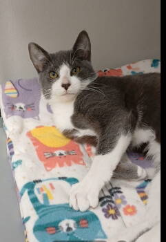 Rescue Domestic Short Hair Cats for Adoption in Bay City, Michigan - Mochi | PetCurious