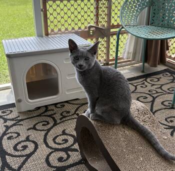 Count Scalpula-in foster -  Domestic Short Hair Cat for Adoption in Myrtle Beach, South Carolina - Count Scalpula-in Foster | PetCurious