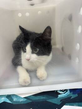 Rescue Domestic Medium Hair Cats for Adoption in Albuquerque, New Mexico - CARMEN MIRANDA | PetCurious