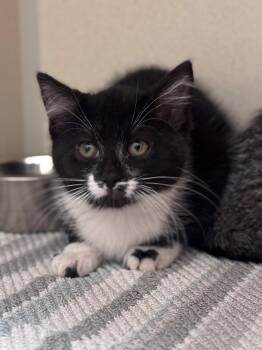 Roxie -  Domestic Short Hair Cat for Adoption in Hackensack, Minnesota - Roxie | PetCurious
