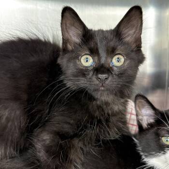 Nikolai -  Domestic Medium Hair Cat for Adoption in Matteson, Illinois - Nikolai | PetCurious