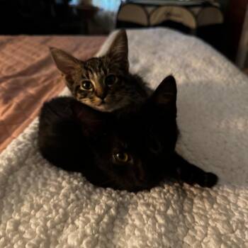 Splash -  Domestic Short Hair Cat for Adoption in Evanston, Illinois - Splash | PetCurious