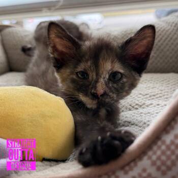 Cecilia -  Domestic Short Hair Cat for Adoption in Vancouver, British Columbia - Cecilia | PetCurious