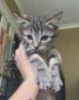 Bloop -  Domestic Short Hair Cat for Adoption in Kansas City, Missouri - Bloop | PetCurious