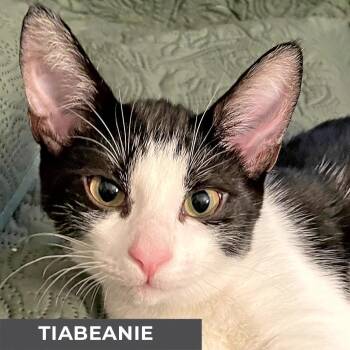 Rescue Domestic Short Hair Cats for Adoption in Toronto, Ontario - Tiabeanie | PetCurious