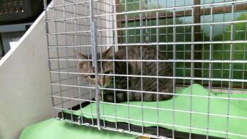 WAFFLE -  Domestic Short Hair Cat for Adoption in Houston, Texas - WAFFLE | PetCurious