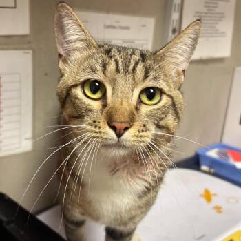 Boots -  Domestic Short Hair Cat for Adoption in Yuma, Arizona - Boots | PetCurious