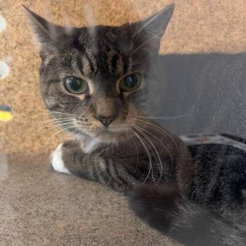 Domestic Short Hair Cats Available for Adoption in Philadelphia, Pennsylvania - Miss Kitty | PetCurious