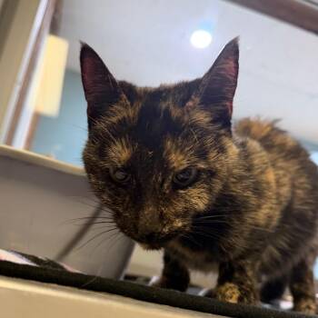 Domestic Short Hair Cats Available for Adoption in Watertown, New York - Dove (Greta) | PetCurious