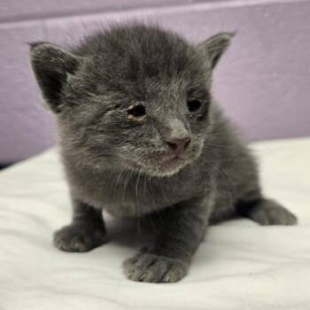 Domestic Short Hair Cats Available for Adoption - 60702265 | PetCurious