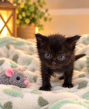 Espresso -  Domestic Medium Hair Cat for Adoption in Lagrange, Indiana - Espresso | PetCurious